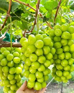 องุ่นเขียวไร้เมล็ดองุ่นองุ่นองุ่นเขียวธรรมชาติพร้อมวิตามินที่เข้มข้น - Product Image 3