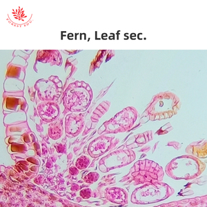 Bộ kính hiển vi Vòng đời Dương Xỉ - Product Image 2