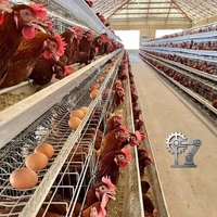 Cage à poules pondeuses automatique de type A, cage en batterie 3/4 niveaux, 96-160 poules pour ferme à forte humidité