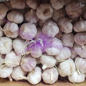 New <span class=keywords><strong>2025</strong></span> Tỏi Tươi Tỏi Bình Thường Tỏi Trắng Nhà Cung Cấp Tại Trung Quốc Xuất Khẩu Sang Brazil - Product Image 2