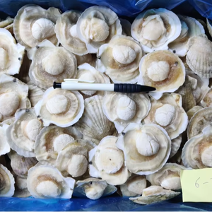 Uova di capesante di mare mezza conchiglia congelata di alta qualità fresca di salmone di mare cinese - Product Image 1