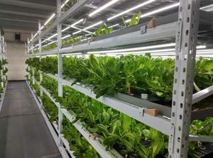 Système hydroponique multicouche intelligent à flux et reflux 4X8 pieds avec lampes de culture LED à spectre complet, pompe et circulation d'eau automatisée - Product Image 4