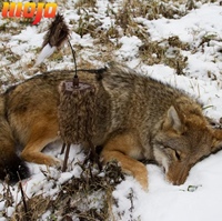 MOJO Outdoors Super Critter Predator Coyote Decoy Caller, appât sonore réaliste pour la chasse
