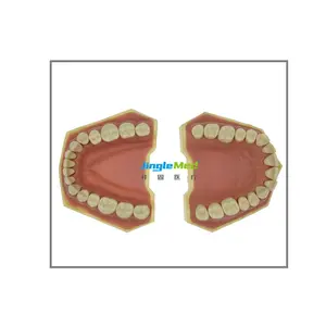 Typodont实用替换陶瓷假牙正畸牙科训练模型和牙齿