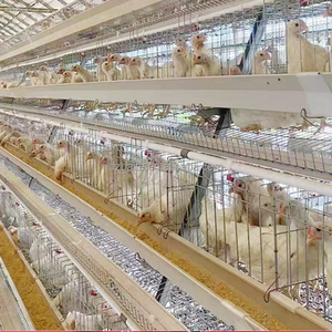 Nuova condizione BT marca 3-strati in acciaio zincato a strato di pollame gabbia controllo accurato della temperatura per pollo allevamento batteria - Product Image 4