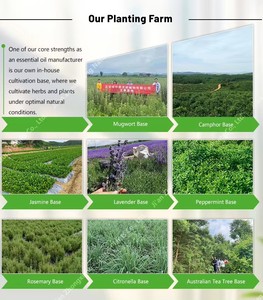 <span class=keywords><strong>Huile</strong></span> <span class=keywords><strong>Essentielle</strong></span> de Catnip (Nepeta Cataria) 100% Pure, Naturelle et Biologique, Fraîche, Thérapeutique, Prix en Gros, Cadeau <span class=keywords><strong>pour</strong></span> <span class=keywords><strong>Chat</strong></span>, Aromathérapie <span class=keywords><strong>pour</strong></span> Animaux, Spray - Product Image 6