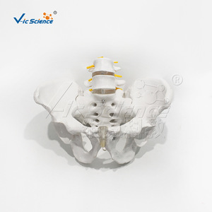 VIC-L053 Bassin masculin avec 2 vertèbres lombaires : Modèle de structure pour l'enseignement et la démonstration médicaux - Product Image 2