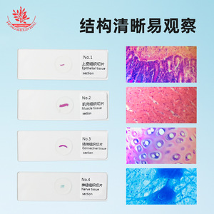 Los cuatro tejidos básicos del cuerpo humano (libro de biología para secundaria): preparados de observación, material didáctico, epitelio - Product Image 4