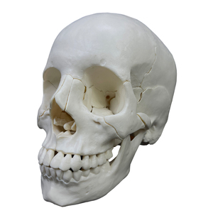 Bone Color Human giảng dạy kích thước tự nhiên Skeleton Skull Kit với 22 xương cá nhân - Product Image 1