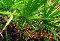 ODM&OEM Hoogwaardig voedingsmiddelkwaliteit Saw Palmetto Extract Polygonum Multiflorum Kruid Vetzuur P.E.