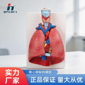 Modelo Anatómico de Garganta, Corazón y Pulmón Humano de Qinghua, Sistema Respiratorio, Corazón y Pulmón Internos, Anatómico Desmontable Biomédico - Product Image 5