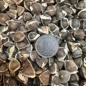 Pasokan langsung dari Yunnan partikel besar tangan pertama biji <span class=keywords><strong>Moringa</strong></span> India baru berbagai spesifikasi untuk produk pertanian - Product Image 3