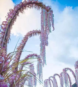 Olores de 25 C. - Product Image 5