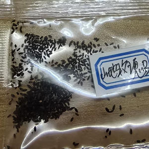 ต้นกุหลาบภูเขา ปลูกได้ทุกฤดู ง่ายต่อการปลูก ตกแต่งสวนดอกไม้ - Product Image 2