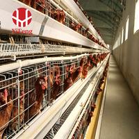 Cage à poulets de chair de type H, automatique, 4 niveaux, avec plancher à lattes en plastique, abreuvoir à tétine, courroie de fumier, OEM, haute densité