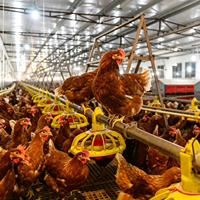 Système d'alimentation et d'abreuvement automatique pour poulets de chair en élevage au sol et reproducteurs de volailles
