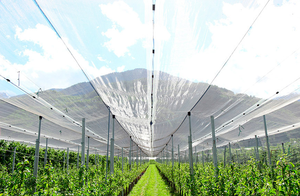 <span class=keywords><strong>Filet</strong></span> anti-grêle en HDPE vierge 100% stabilisé aux UV, 4mmx7mm, robuste, protection contre les oiseaux et les abeilles pour vergers de cerises et agriculture - Product Image 4