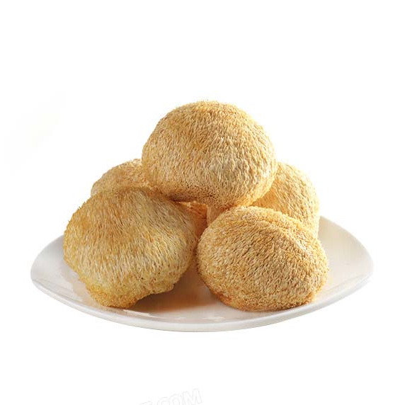 Органические грибы, львы, грива, мицелий, порошок герициума