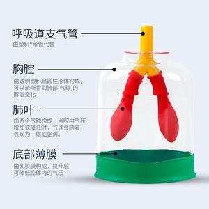 Matériaux pour modèle de respiration pulmonaire, système simulateur de mouvement du diaphragme, biologie pour collèges, sciences pour écoles primaires - Product Image 1