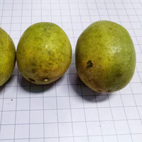 Guoyue massal 100% buah kunyit alami pemanis kering bubuk buah Luhan kering gula beku pengganti-buah biksu kering seluruh buah