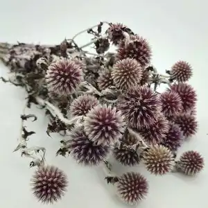 D050880 Khô Tự Nhiên Thistle Phun Eryngo Eryngium Foetidum Biển Holly Hoa Khô Balls Bảo Quản Thistle Cho Bó Hoa Cưới