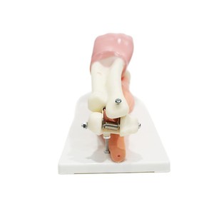 Modèle d'anatomie musculaire de l'articulation du coude ; outil pédagogique pour l'étude du mouvement musculo-squelettique des membres supérieurs humains. - Product Image 5
