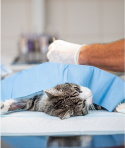 Mesin Laser Dioda 980 1470nm untuk Pemotongan Jaringan Lunak dalam Operasi Medis Arfurla - Product Image 6