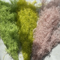Plantes et fleurs séchées préservées en gros, fougère Springeri naturelle et durable pour les événements du Nouvel An et la décoration de Noël