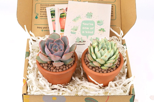 Kit di <span class=keywords><strong>piante</strong></span> <span class=keywords><strong>grasse</strong></span> e <span class=keywords><strong>cactus</strong></span> regalo kit per piantare al coperto - Product Image 4