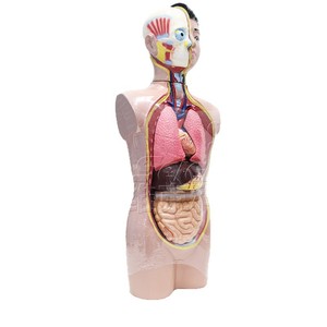 Modèle de demi-corps humain pour adolescents (9 pièces), outil pédagogique d'anatomie biologique pour le collège, organes internes médicaux détachables - Product Image 5