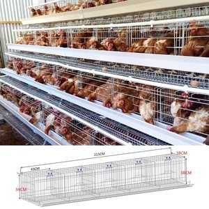 Poulet pondeuse ferme avicole prêt à pondre batterie Cage poules pondeuses élevage d'œufs <span class=keywords><strong>maison</strong></span> automatique Animal cage à poulet à <span class=keywords><strong>vendre</strong></span> - Product Image 1