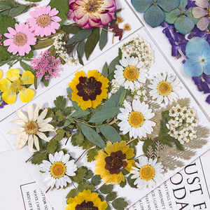 Early Riser Wholesale 20PCS Dried <strong>Flower</strong> <strong>Press</strong> Mixed DIY Dehydrated Natural Dried <strong>Flower</strong> Packaging Resin Makeup - Product Image 4