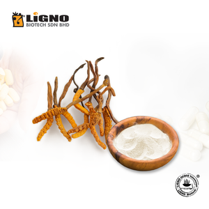 Fabricant Malaisien de Poudre de Champignon Ophiocordyceps Sinensis LiGNO OCS02 Certifiée Halal et Casher, Qualité Alimentaire, OEM - Product Image 1
