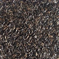 Graines de Niger Séchées Naturelles, Graines de Melon Noires, Épices Brutes en Vrac pour la Transformation Alimentaire en Gros – Fournisseur Indien