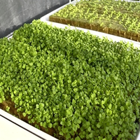 Blocs de laine de roche carrés HT pour semis hydroponiques avec résistance au feu de 2 heures, température maximale de 250°F, garantie d'un an