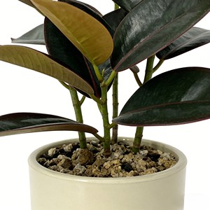 ต้นยางพาราบอนไซประดับตกแต่งภายในอาคาร ต้นไม้จำลอง ใบไม้จำลอง - Product Image 5