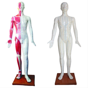 Modelo de acupuntura de PVC ADA Medical Science Deluxe 178CM para entrenamiento y educación de anatomía - Product Image 1