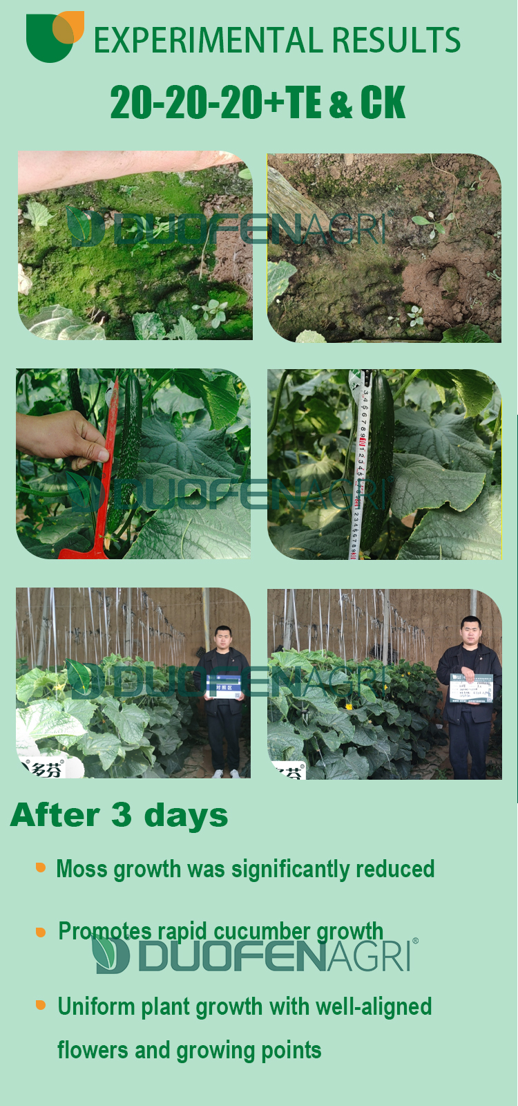 Wholesale 100g/L SiO2 Organic Silicon Foliar Fertilizer for Rice image 5