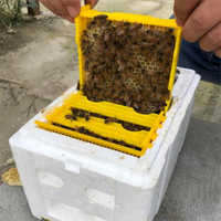 18 piezas al por mayor EPS espuma abeja caja de plástico para crear abeja Mini caja de apareamiento