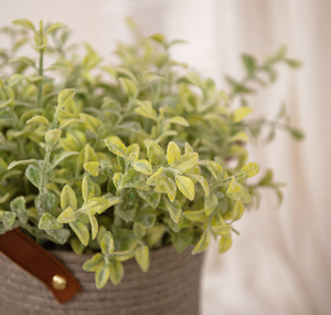 Flores Secas Naturales, Ramo de Hierba de <span class=keywords><strong>Pampas</strong></span>, Phragmites Reales, Decoración Boho <span class=keywords><strong>Chic</strong></span> para Bodas y Fiestas, Plantas Secas al por Mayor - Product Image 6