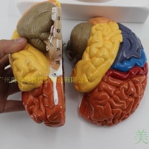 Modèle de crâne coloré détachable et grand format, authentique, représentant l'anatomie du cerveau humain et les ventouses. - Product Image 1