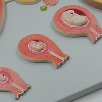 Modèle anatomique éducatif du développement fœtal, la fécondation, la formation du zygote et l'implantation utérine, utérus féminin et ovaires