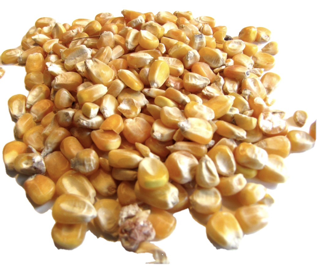 Продажа Кукурузы контейнер Кукуруза корм для животных сладкая кукуруза стиль Солнечный цвет резка Deli контейнер вес