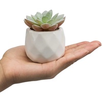 6 Pièces de Petites Plantes Succulentes Artificielles Naturelles avec Pots – Décoration de Bureau et Maison – Ensembles de Plantes en Pot Artificielles