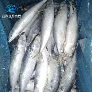 Alta Qualidade Fresh Frozen Pacific Whole <span class=keywords><strong>Round</strong></span> Cavala Peixe Vivo para Venda a Preços de Atacado - Product Image 5