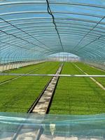 Goedkope commerciële enkelspannings-landbouwkas met verzinkt stalen frame