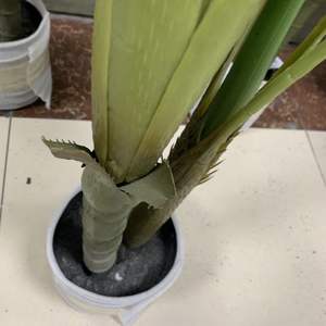 Planta Artificial de Palma en Maceta, Bonsái de Plástico de 120 cm con 9 Hojas, Venta al por Mayor - Product Image 6