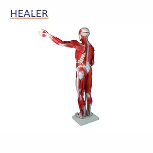 Teaching Model Human Whole Body Manikin Organ Teaching Model Anatomical Human Body Muscle Dissection Anatomy Model With Internal Organs