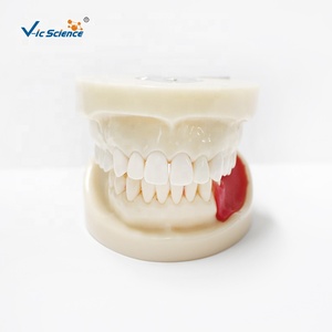 Modelo de entrenamiento Typodont, modelo de mandíbula de práctica de <span class=keywords><strong>implantes</strong></span> <span class=keywords><strong>dentales</strong></span>, modelo de dientes humanos, modelo de educación de Ciencias Médicas - Product Image 2