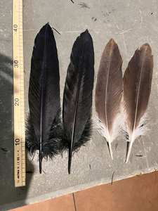 Length 30 cm Original Natural <strong>Eagle</strong> <strong>Feather</strong> for Stage Opera Performing Craft Hair Accessories - Product Image 4